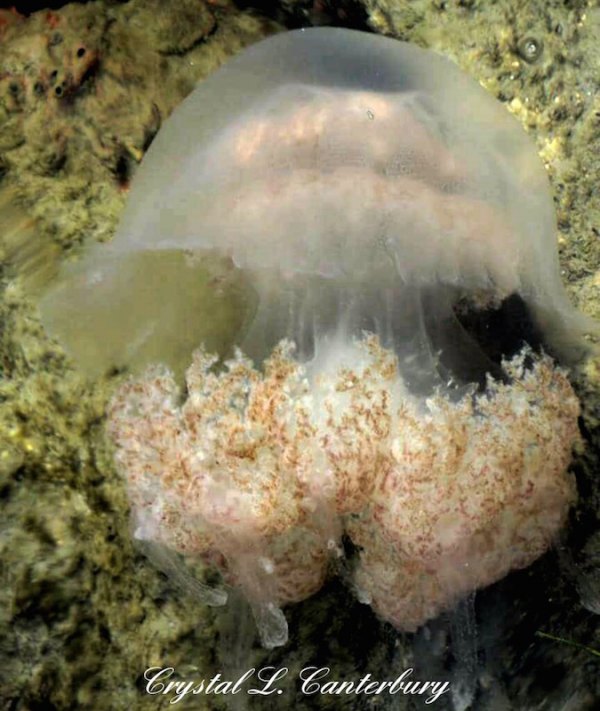 A Sea of Jellies Cannonball jelly